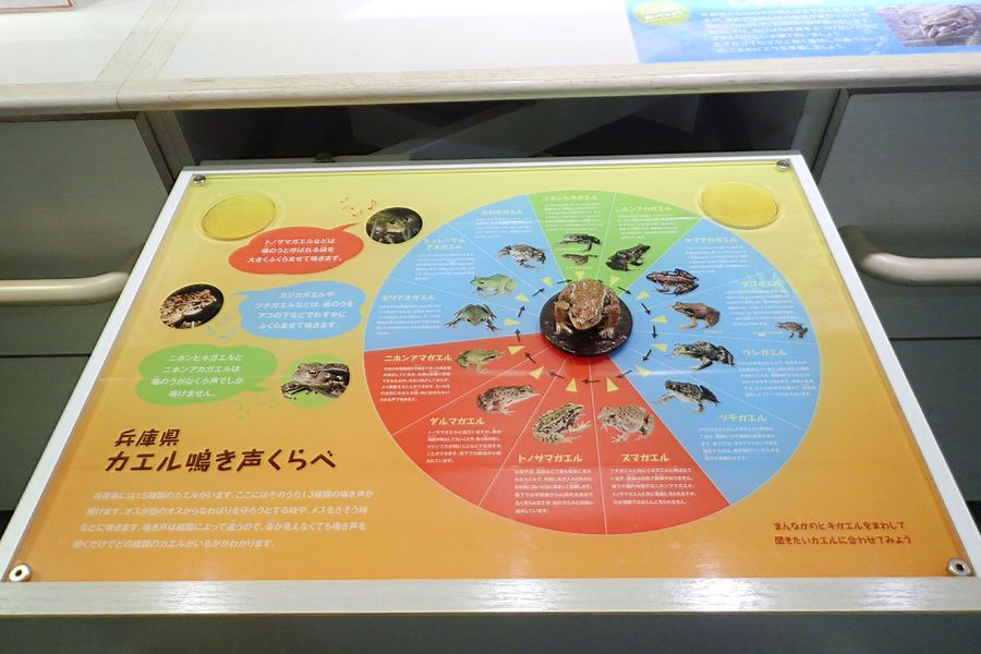 トノサマガエル水槽の下の「鳴き声くらべ」のパネル＝兵庫県の姫路市立水族館（姫路市立水族館提供）