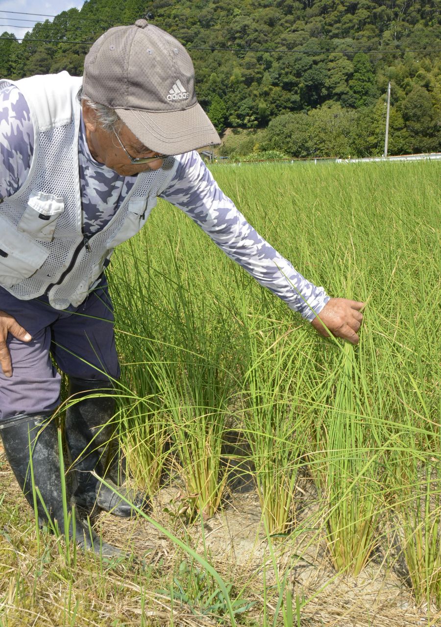 干上がった田んぼと、茶色く変色しかけたいねを心配する農家（四万十市西土佐薮ケ市）