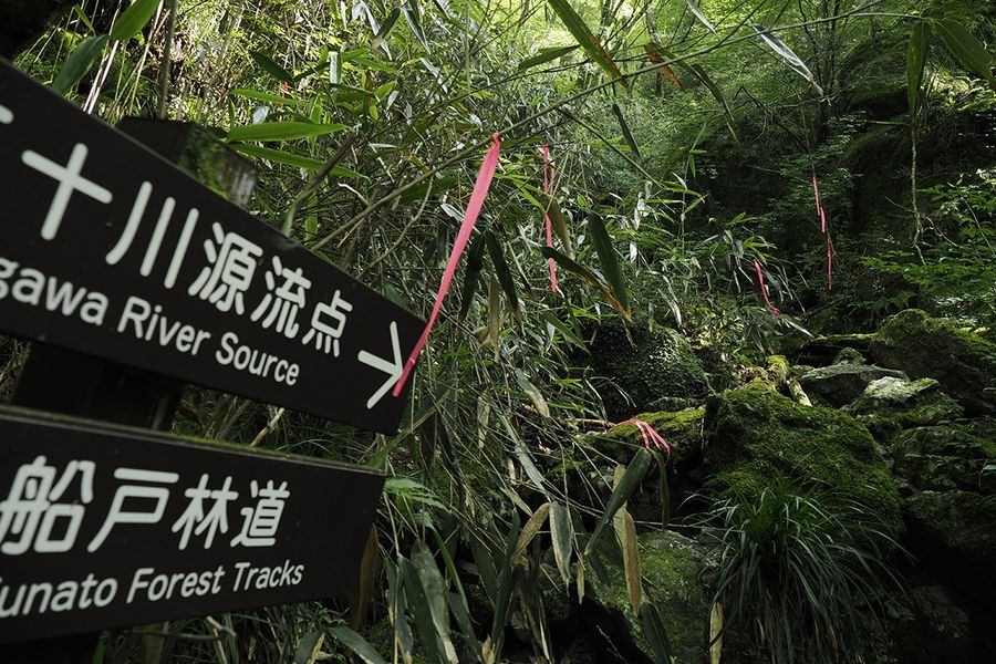 道を間違えやすい分岐点。ピンクテープの先に道がある　（津野町の不入山）