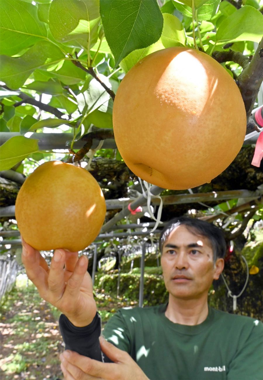 猛暑で収穫が減る新高ナシ。出荷できる実の糖度は高いという（高知市針木北）