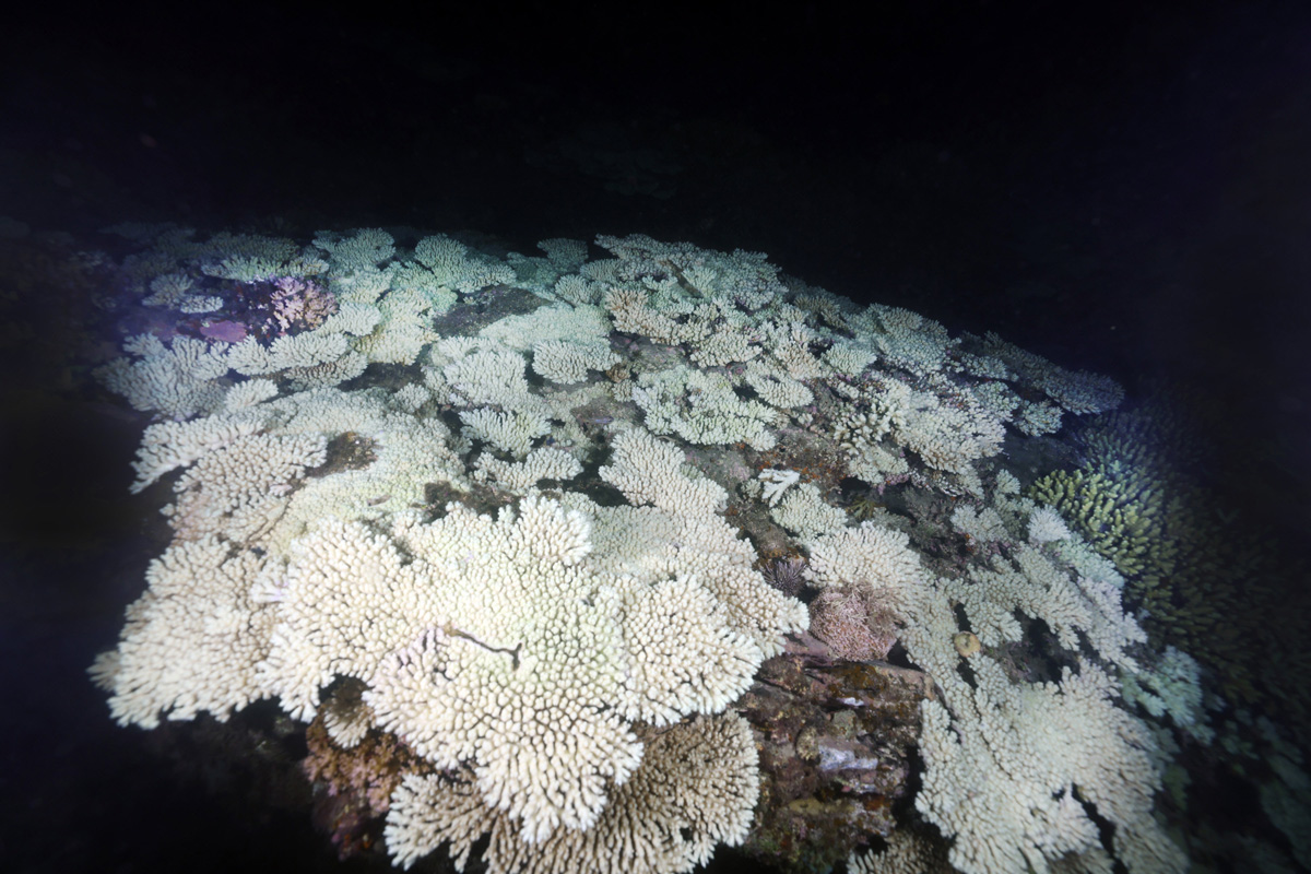 高知県内浅瀬サンゴ9割白化 猛暑で海も高温続く 専門家「過去最大規模