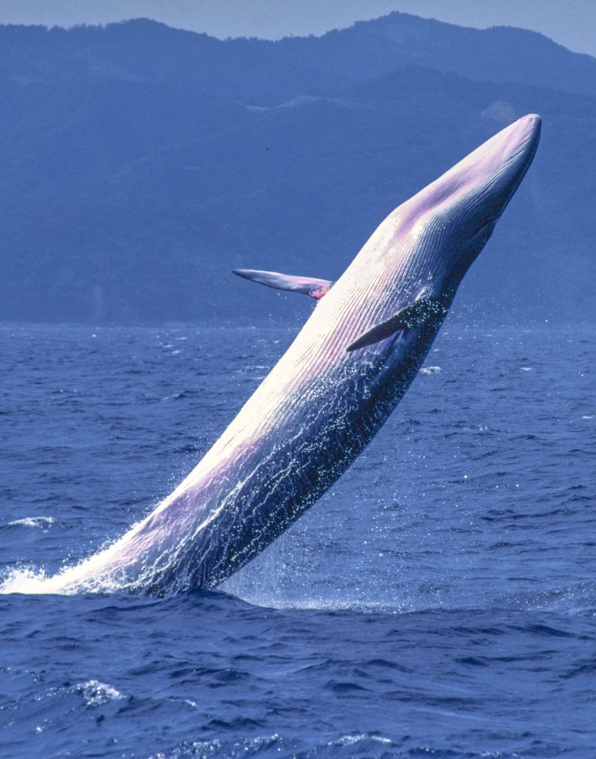 大ジャンプは会心の1枚 クジラ追っかけ33年、撮影30万枚の写真家
