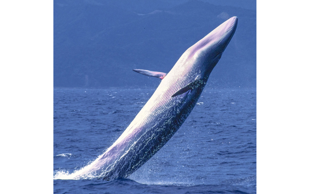 大ジャンプは会心の1枚 クジラ追っかけ33年、撮影30万枚の写真家