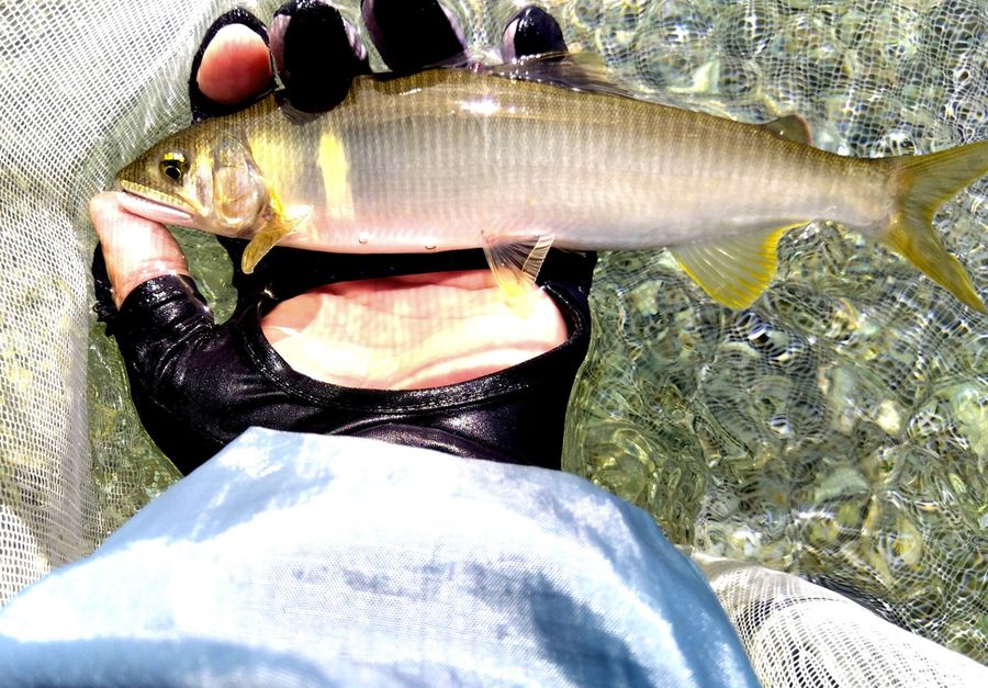 成長してキラキラと輝く秋のアユ（仁淀川町の土居川）