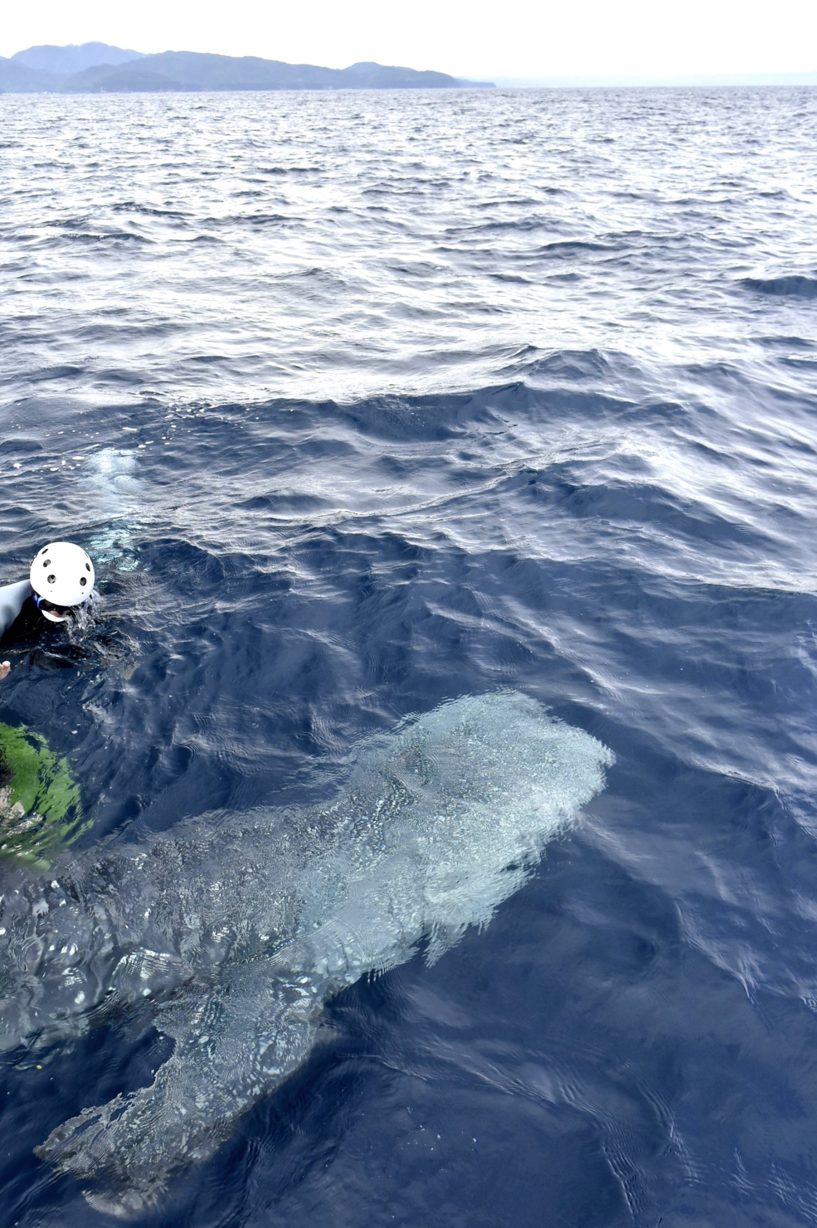 海遊館の人気者ジンベエザメの海くん 古里の大海原へ 土佐清水沖で放流