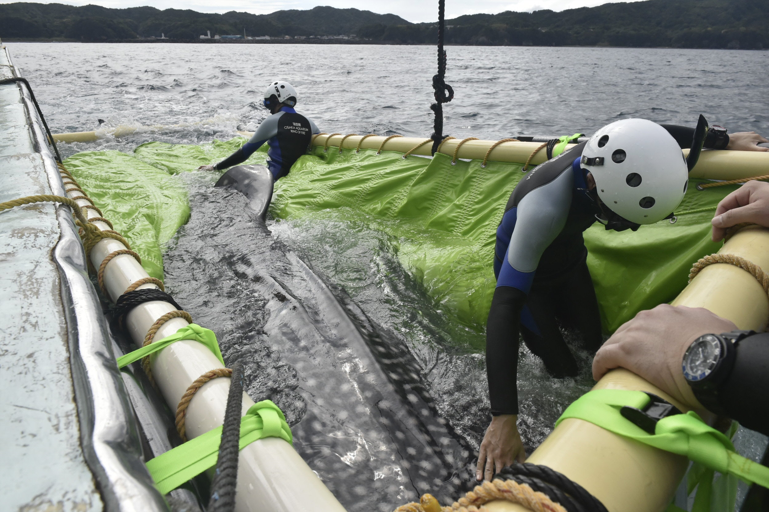 海遊館の人気者ジンベエザメの海くん 古里の大海原へ 土佐清水沖で放流