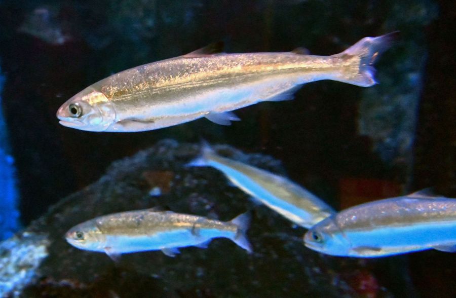 稚魚から２年間育てたサケ＝新潟県の長岡市寺泊水族博物館