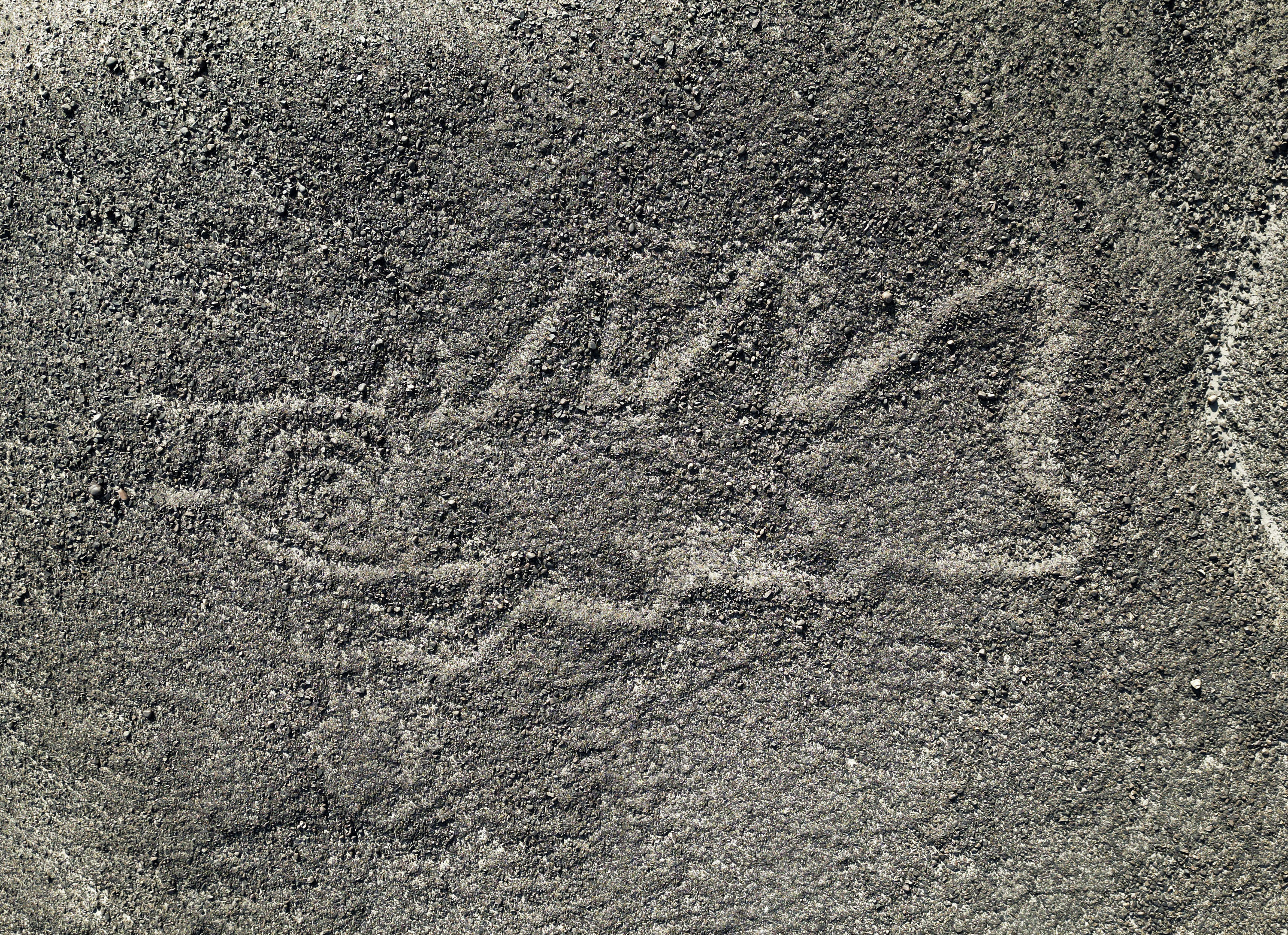ナスカの地上絵 新たに300点発見 山形大のチームが発表 | 高知新聞
