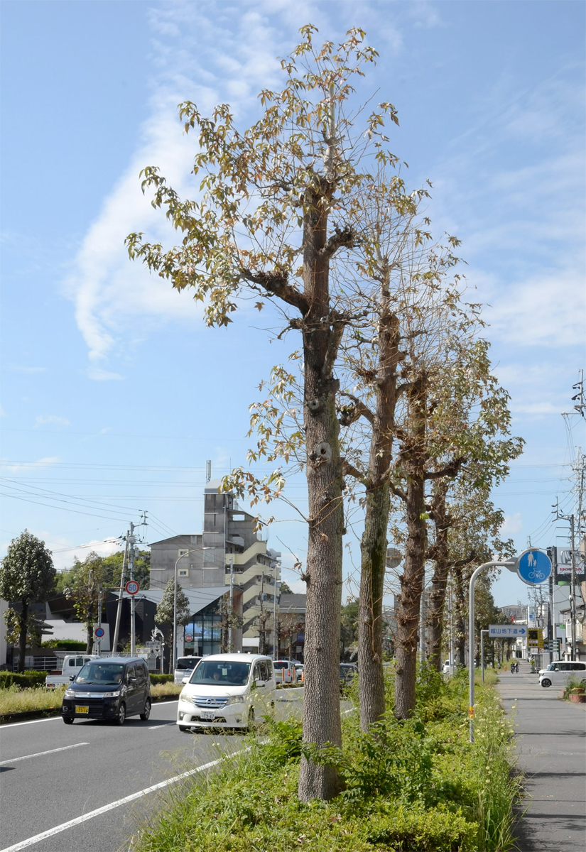 一足先に冬が来た？土佐道路の街路樹 葉枯れの原因「アカオビ