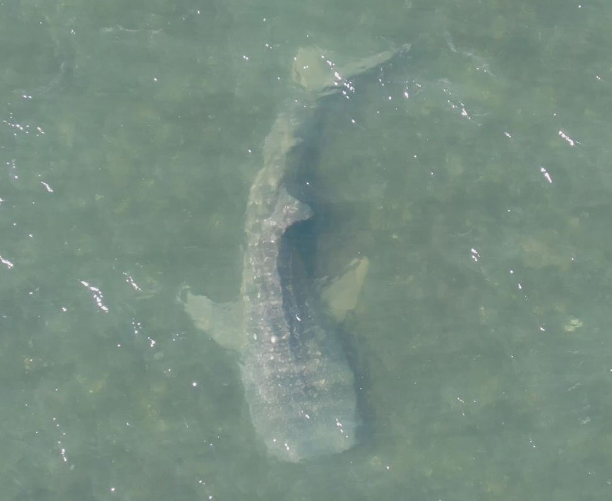 ジンベエザメの「海くん」が愛媛で死ぬ 海遊館が放流した雄と特定 拠点