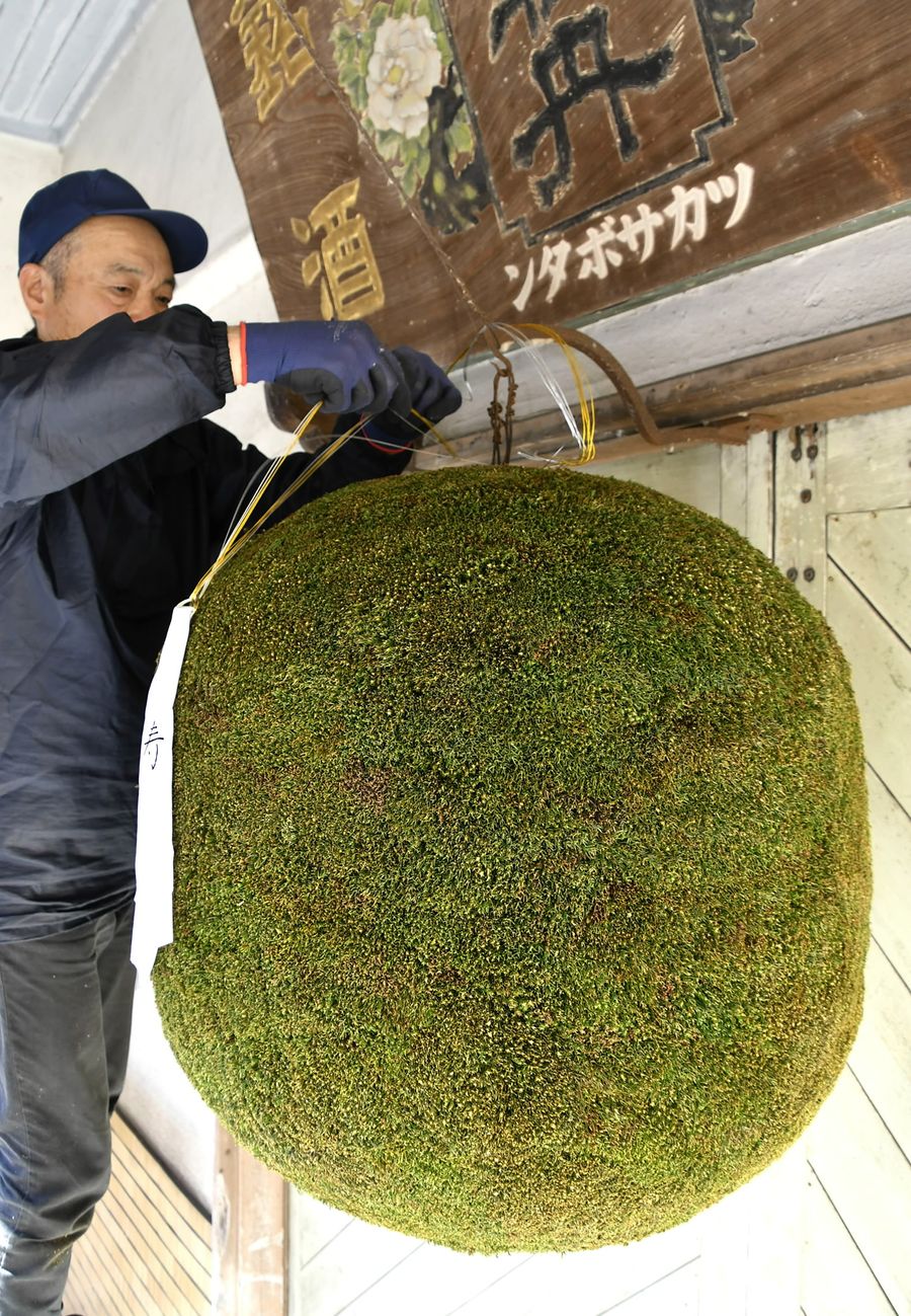 新酒の季節を迎え、新しく取り換えられた酒林（佐川町甲の司牡丹酒造）