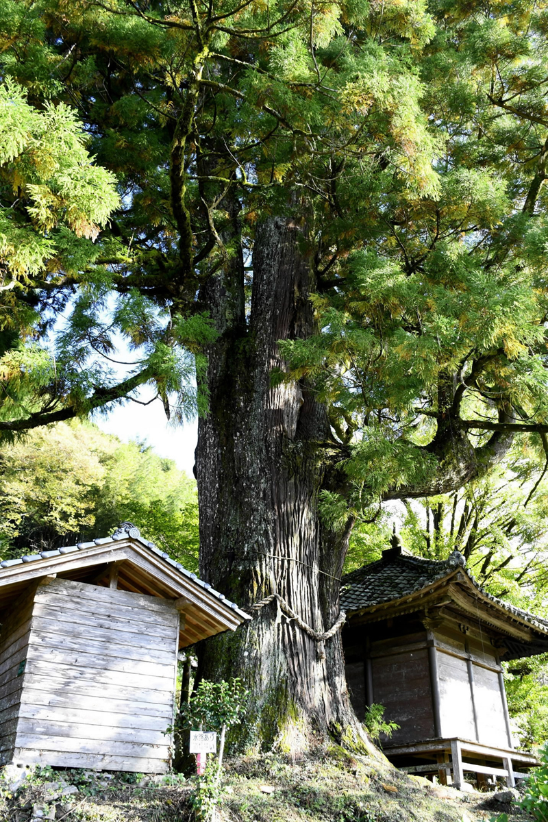 1200年、地域見守る巨木―《ナイショのメイショ》ちいきのおと(197