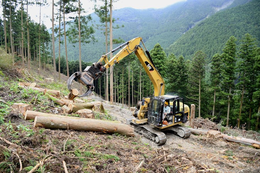伐採が進む町内の山林。木材価格の低迷から再造林に消極的な山主も多いという（大豊町立川下名）