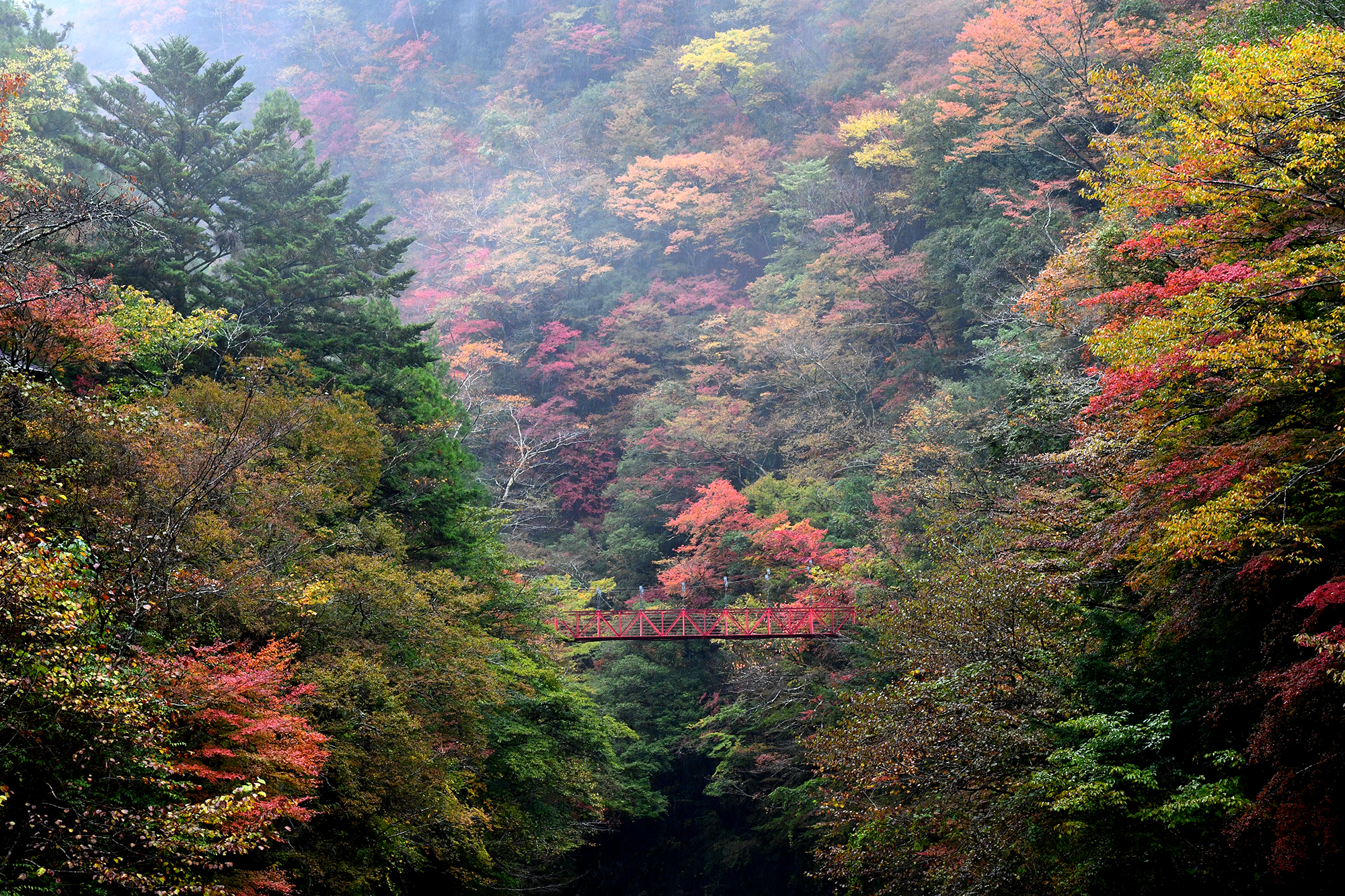 11／15撮影】見頃を迎えたべふ峡へ―高知の紅葉2024 | 高知新聞