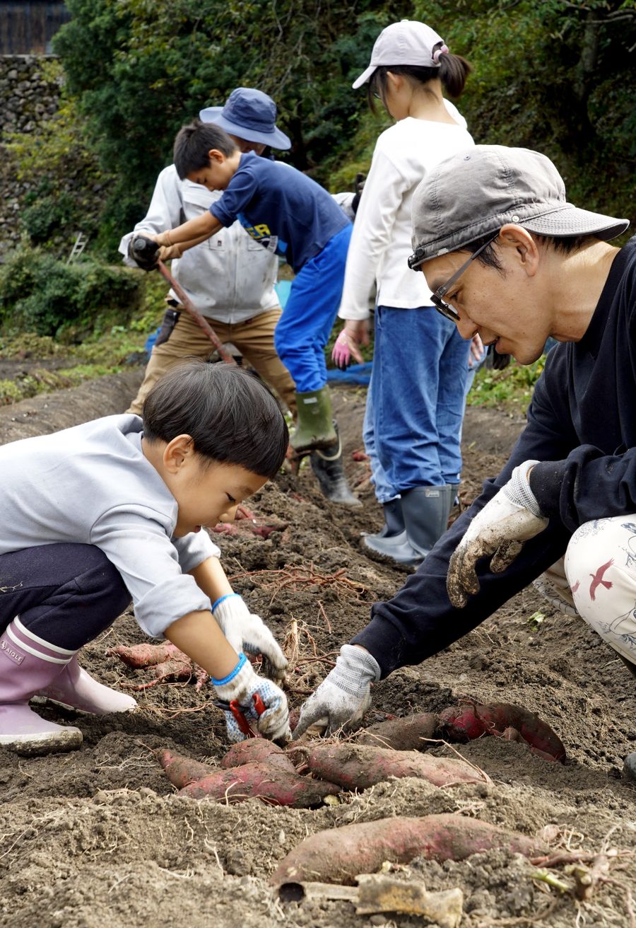 自分たちで育てたサツマイモの収穫に励む共同農園の参加者（香美市香北町白川）