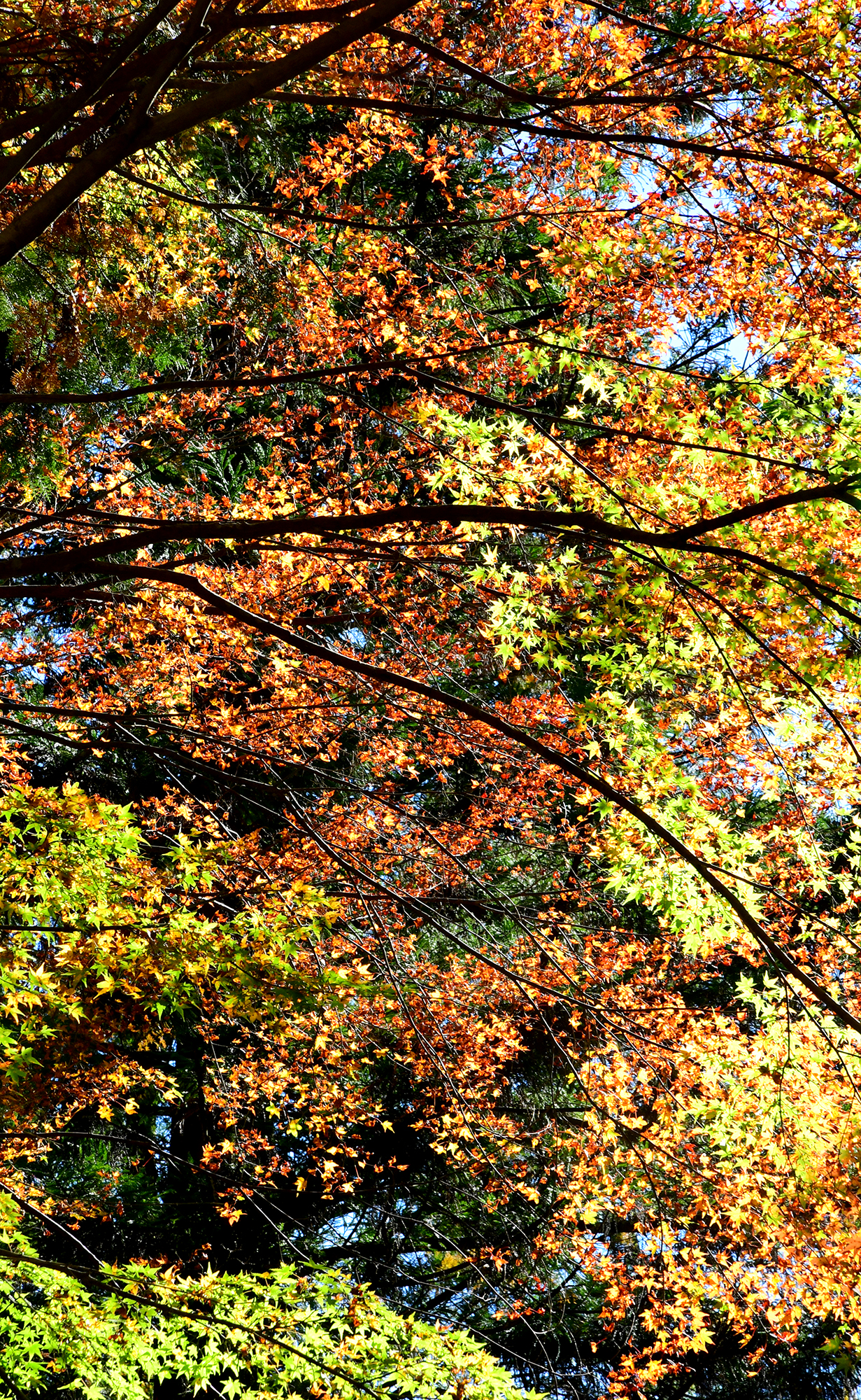 11／19撮影】澄んだ流れの中津渓谷へ―高知の紅葉2024 | 高知新聞