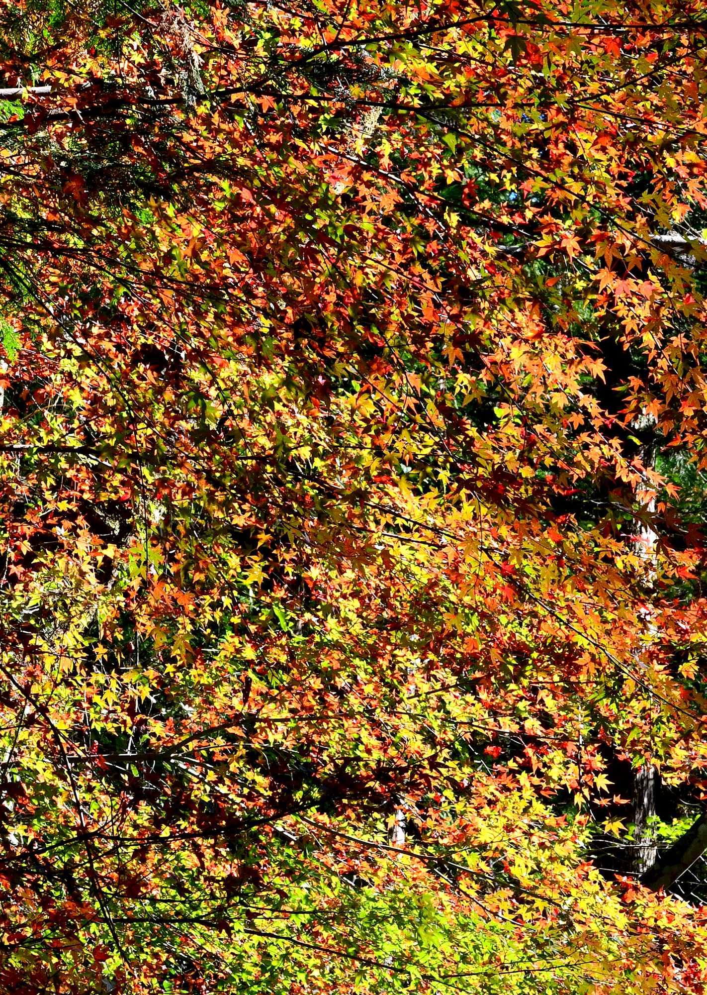 11／19撮影】澄んだ流れの中津渓谷へ―高知の紅葉2024 | 高知新聞