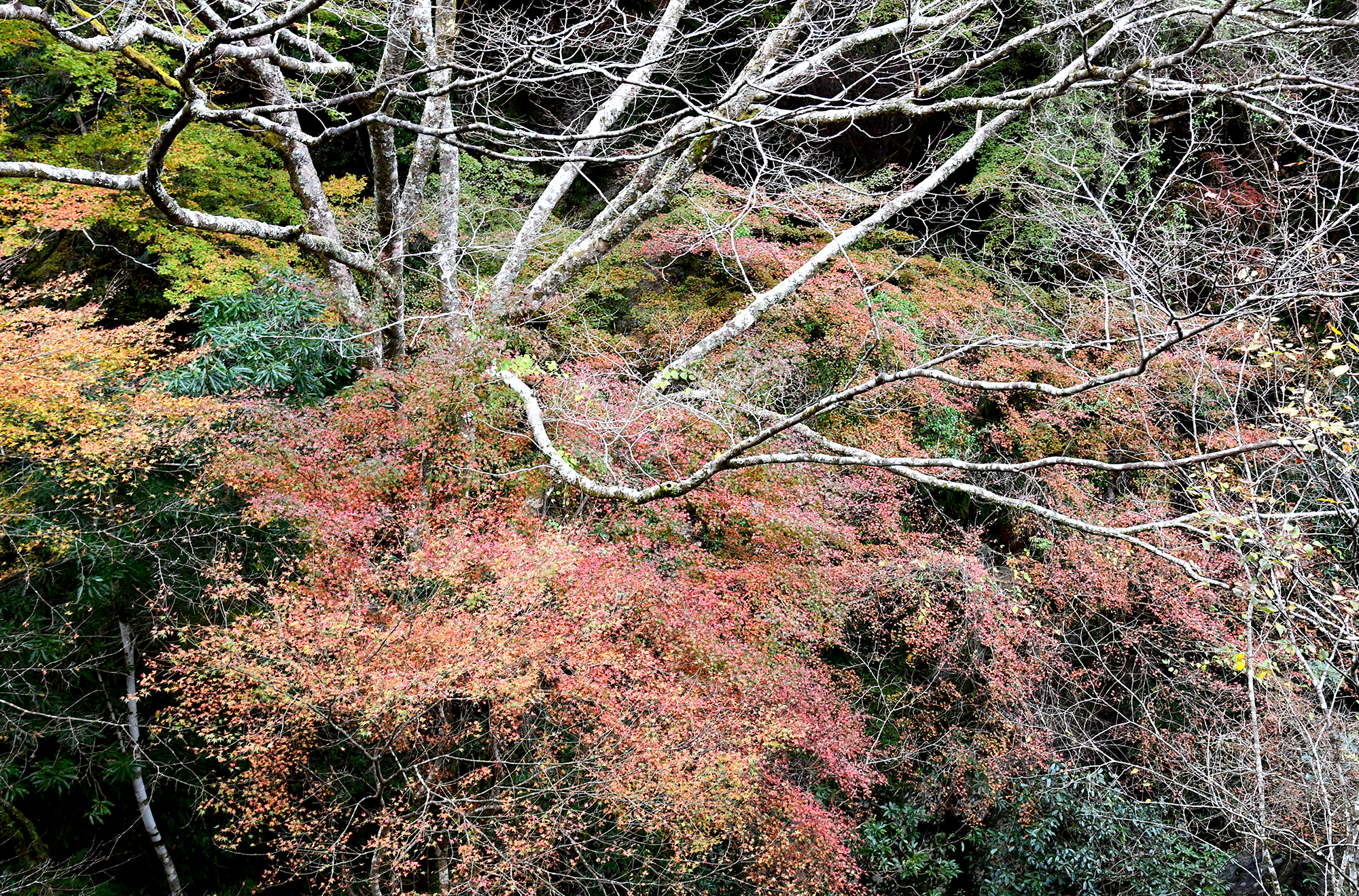 11／19撮影】澄んだ流れの中津渓谷へ―高知の紅葉2024 | 高知新聞