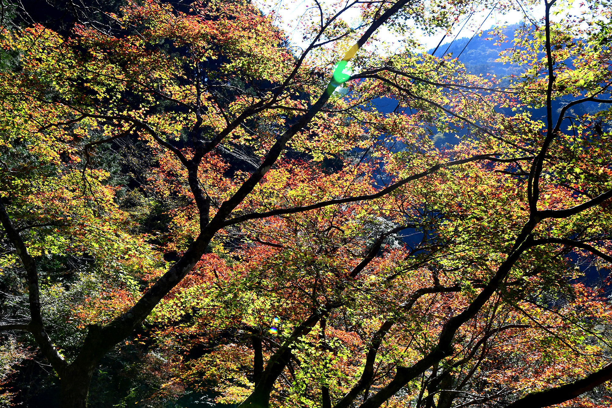 11／19撮影】澄んだ流れの中津渓谷へ―高知の紅葉2024 | 高知新聞