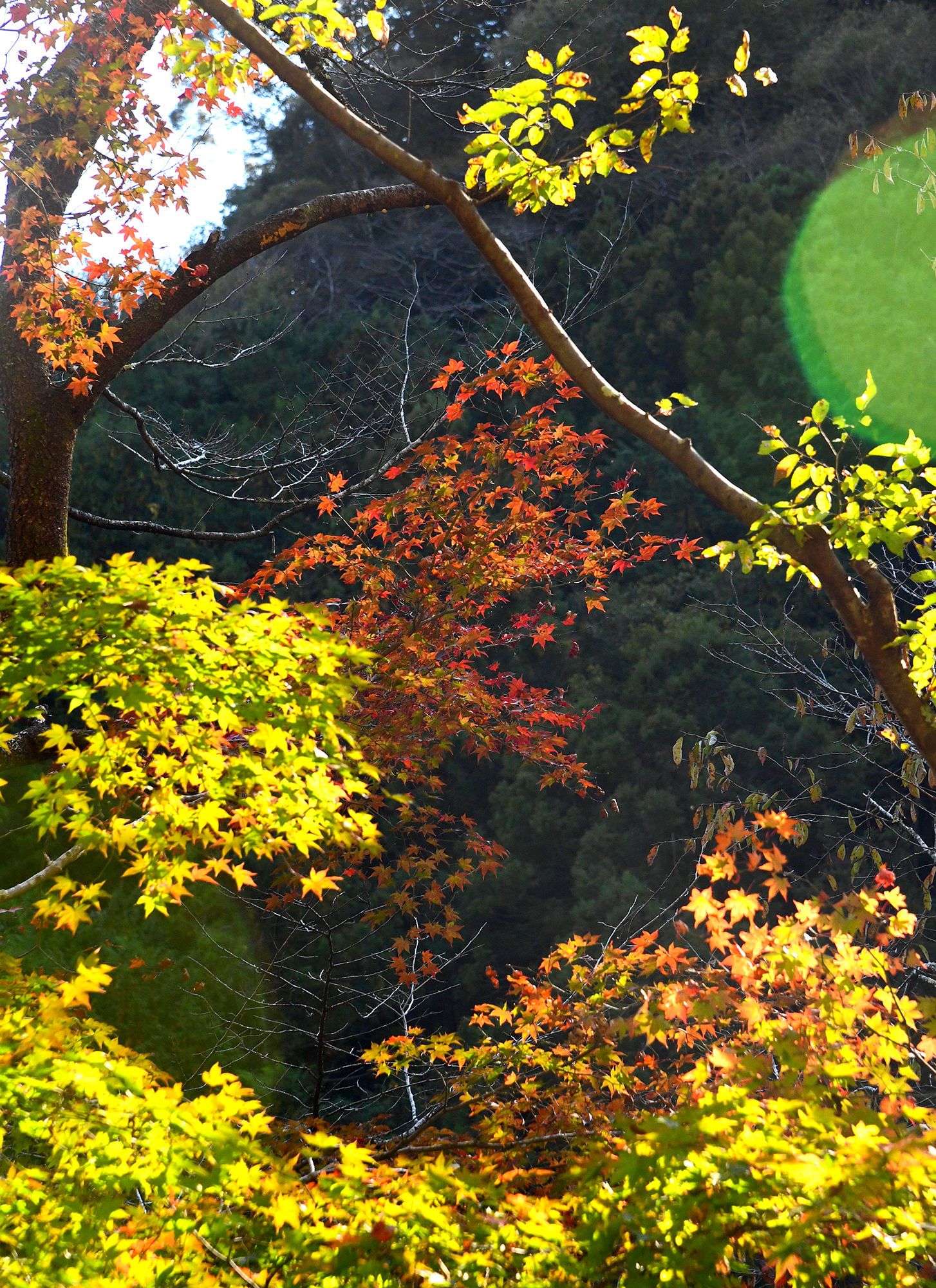 11／19撮影】澄んだ流れの中津渓谷へ―高知の紅葉2024 | 高知新聞