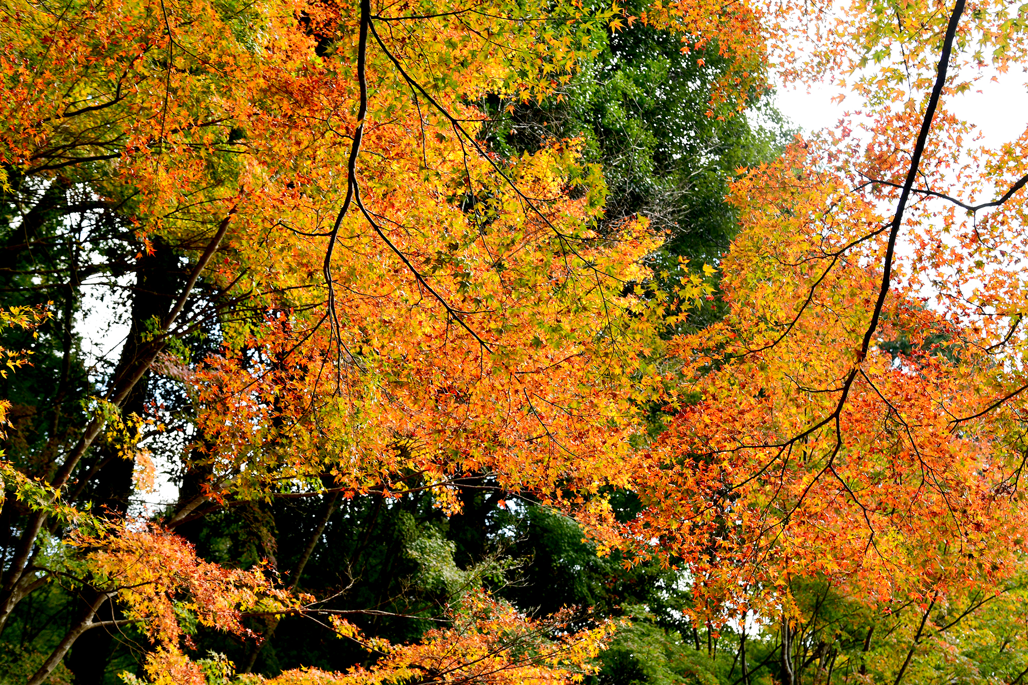 11／22撮影】 500本のモミジが彩る定福寺―高知の紅葉2024