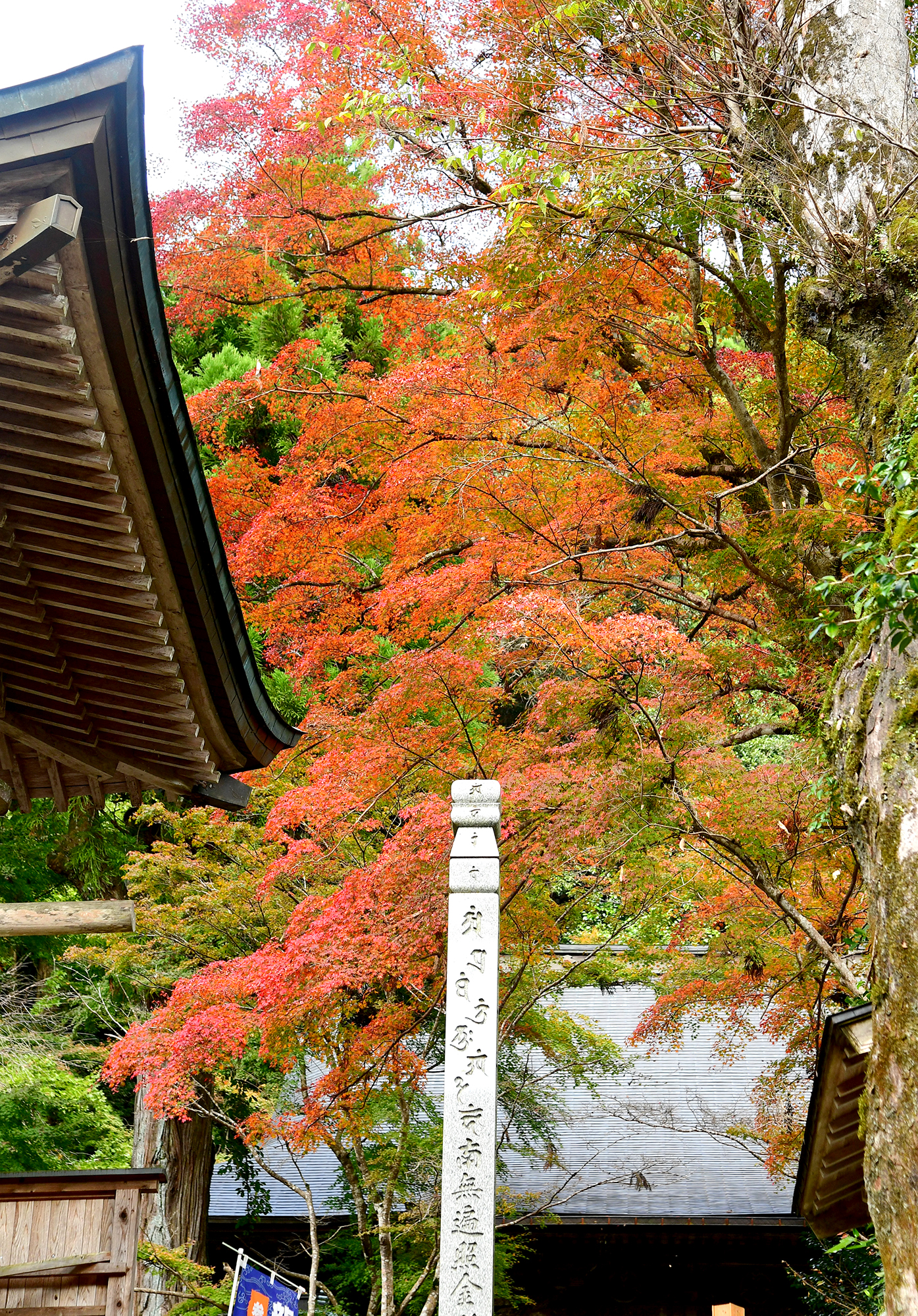 11／22撮影】 500本のモミジが彩る定福寺―高知の紅葉2024
