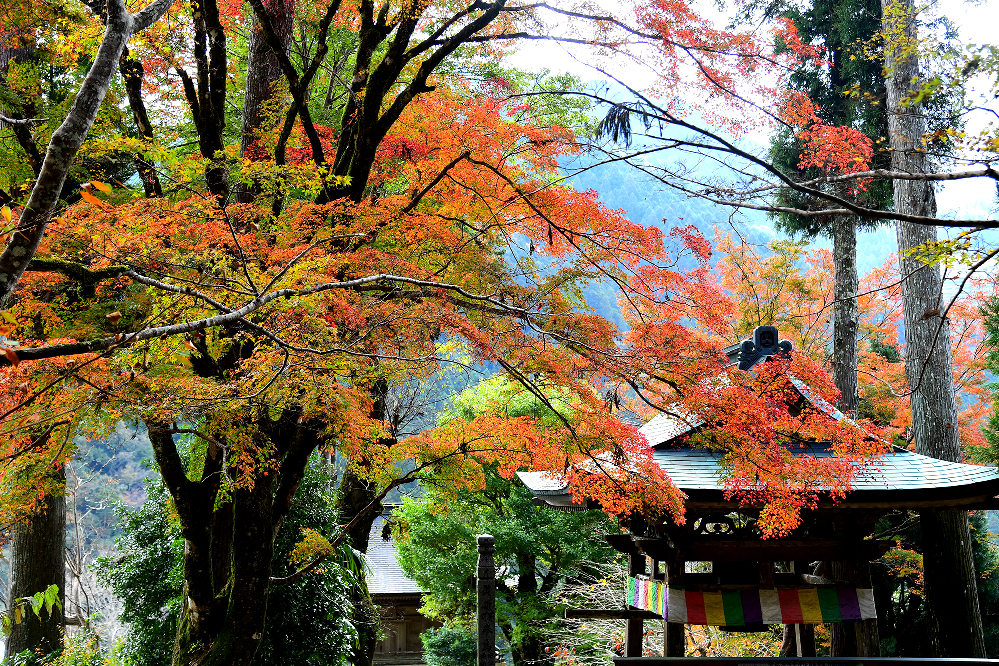 11／22撮影】 500本のモミジが彩る定福寺―高知の紅葉2024