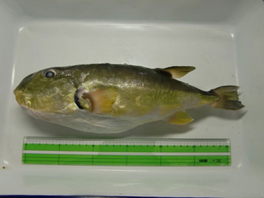 カナフグ（厚生労働省ホームページより）