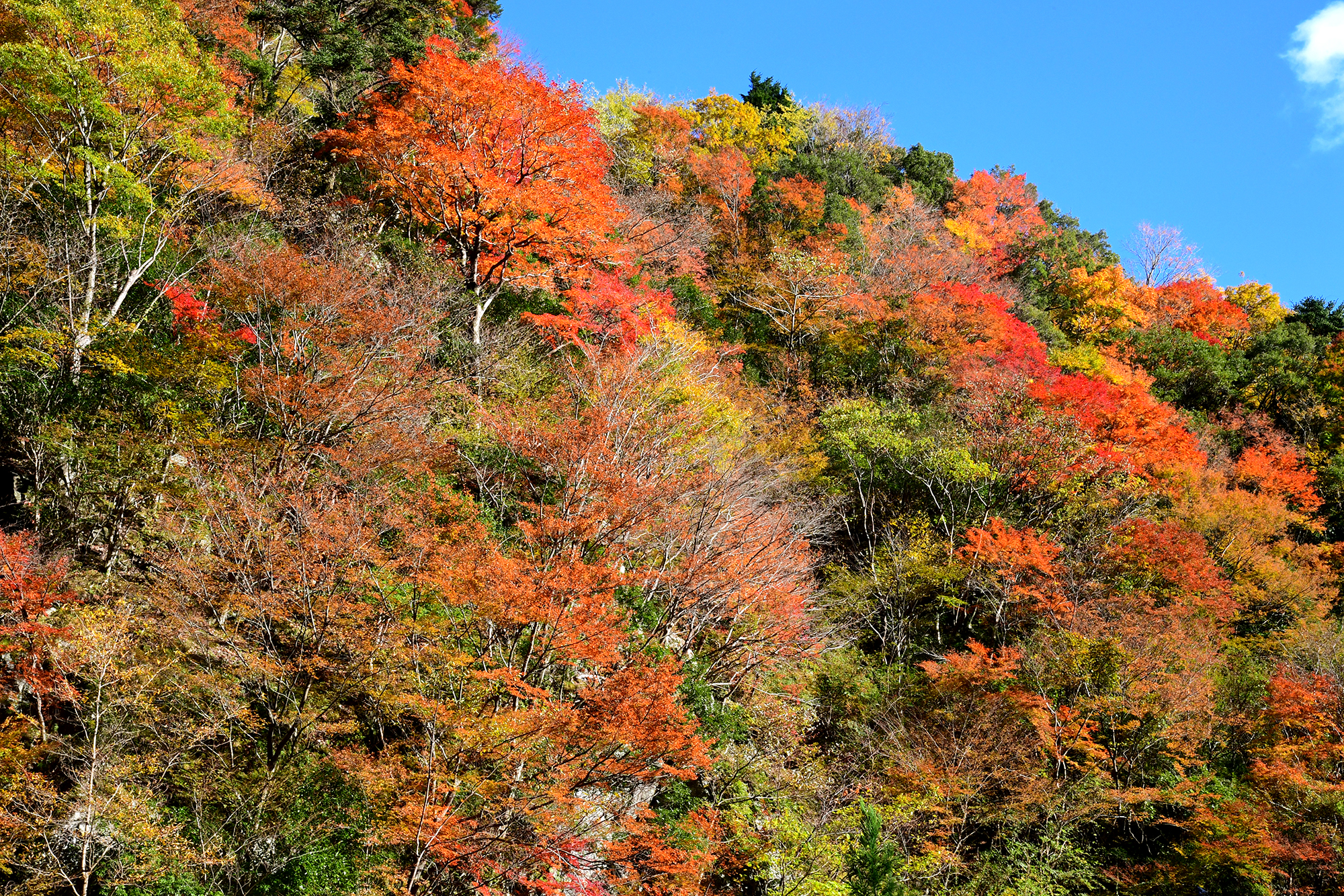 11／29撮影】山奥の優美な赤に 香美市の大荒の滝へ―高知の紅葉