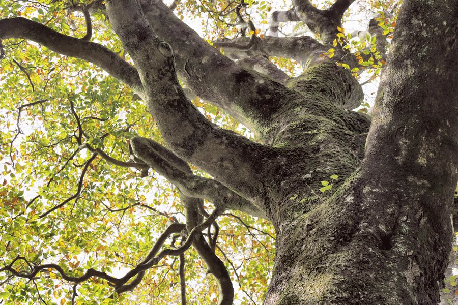 １１月上旬、色づくブナの巨木（写真はいずれも津野町の不入山）