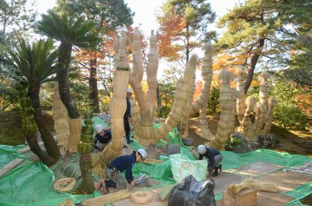 桂離宮のソテツ、冬支度 京都、宮内庁が初公開 | 高知新聞