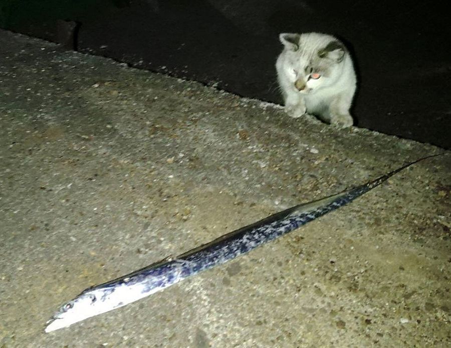 圧力に負け、タチウオをお裾分け