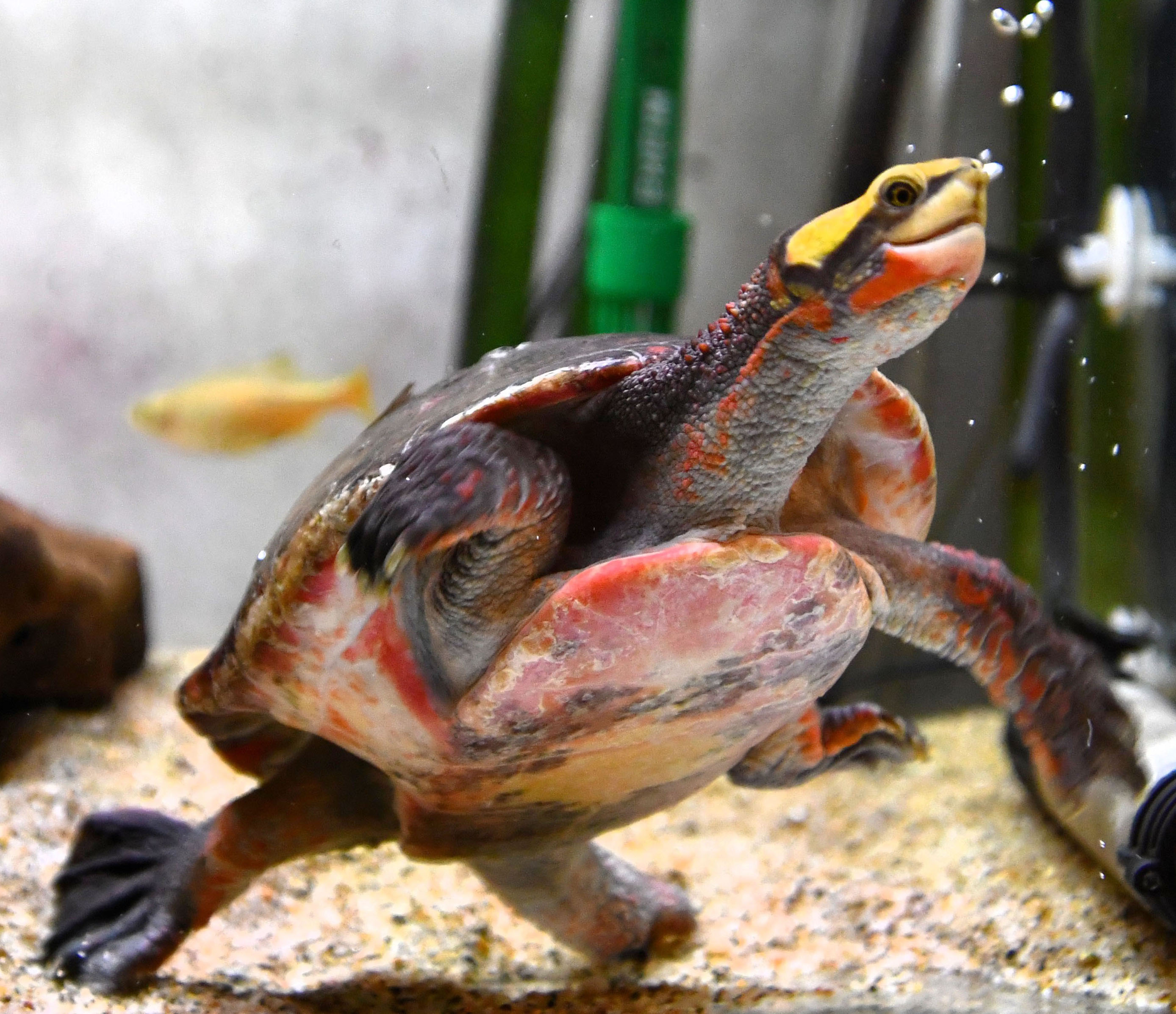 ニシキマゲクビガメ】からだの色あざやか | 高知新聞