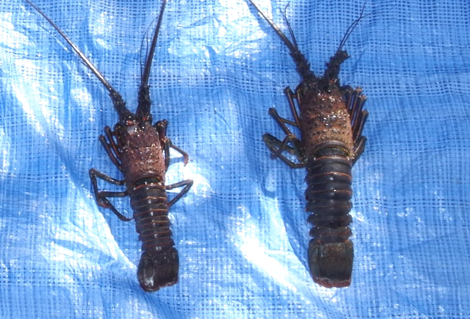 伊勢エビ密漁容疑 三原村の68歳男性を摘発 土佐清水海上保安署