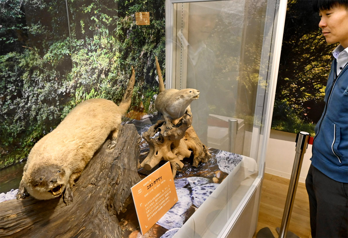 ニホンカワウソ、ヤイロチョウ高知の希少動物、こんなにいます