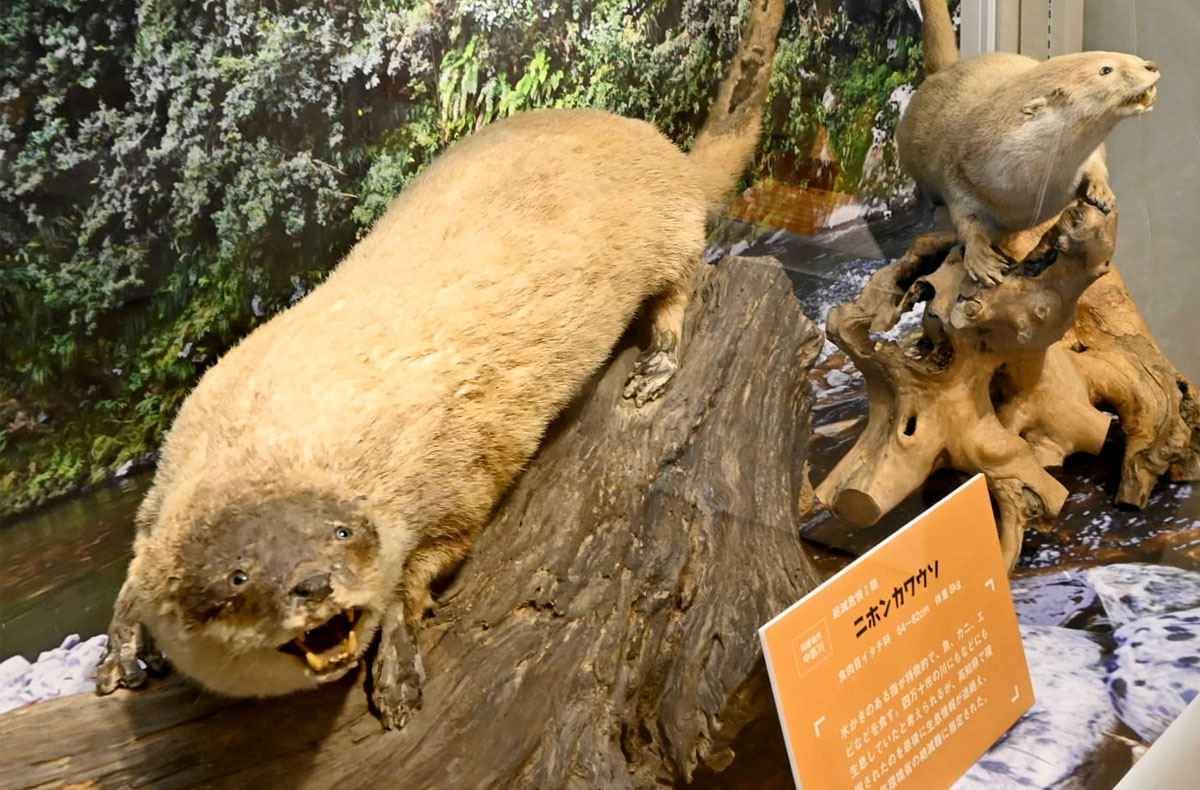 ニホンカワウソ、ヤイロチョウ高知の希少動物、こんなにいます