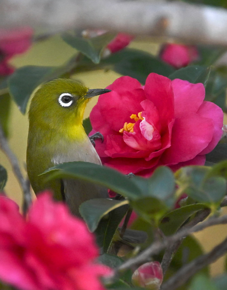 写真特集・動画】野鳥たち寒さの中たくましく 高知市など | 高知新聞