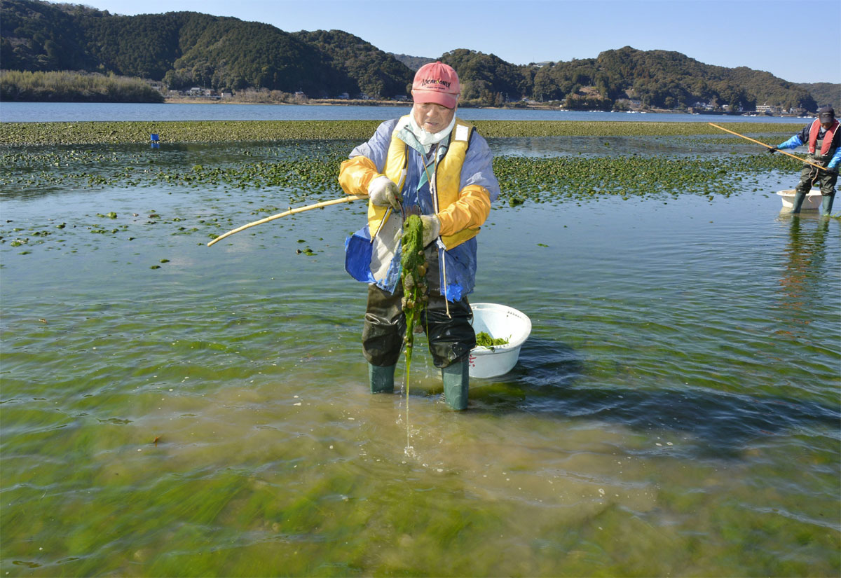川漁師「奇跡のような話」 四万十川の天然スジアオノリ5年ぶり収穫 | 高知新聞