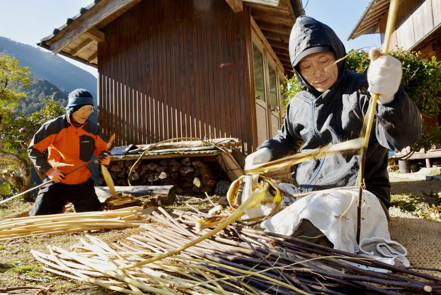 コウゾの皮を素早く剥いでいく住民。携わる人数は減っても、伝統をつなぐ（写真はいずれもいの町上八川丙）