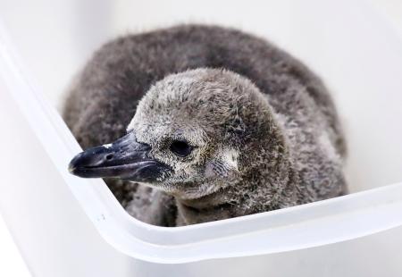 赤ちゃんペンギンふわふわ 青森・浅虫水族館で公開 | 高知新聞