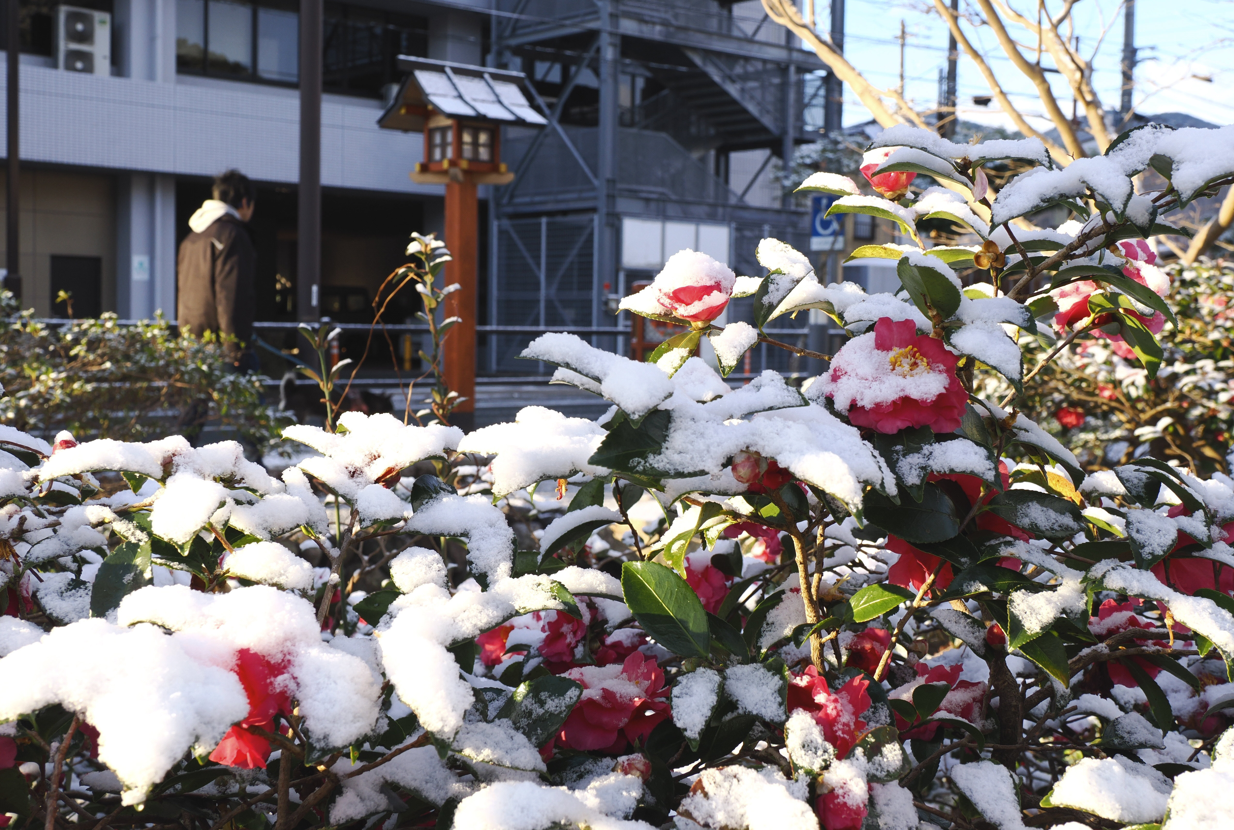 高知県内で大雪、2／8にかけ中西部さらに 路面凍結など注意継続を