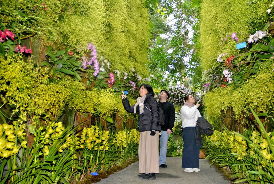 ランで彩る高知の魅力...牧野植物園で恒例「ラン展」３／２まで １００種類約２２００株咲き誇る | 高知新聞