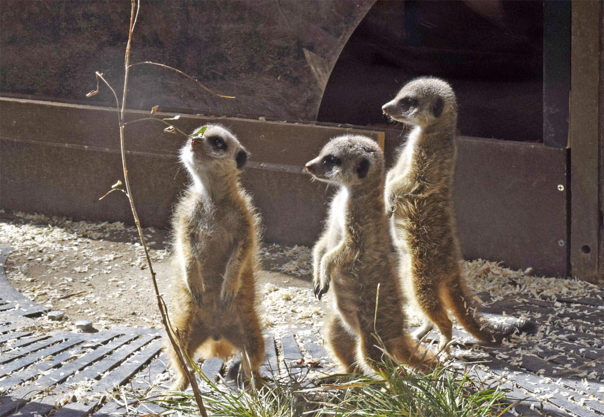 ミーアキャットすくすく のいち動物公園で赤ちゃん3匹公開 香南市