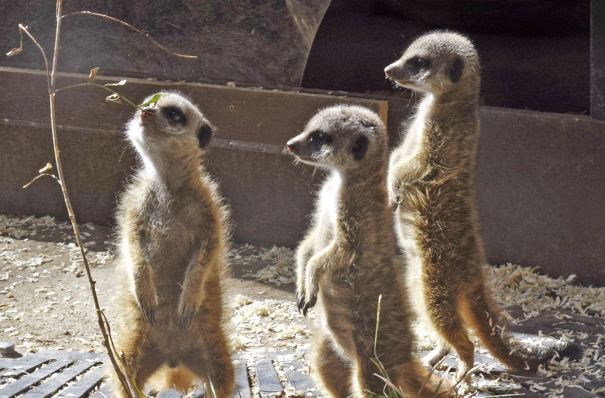 ミーアキャットすくすく のいち動物公園で赤ちゃん3匹公開 香南市