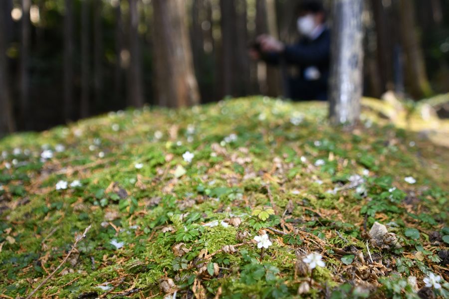 佐川町加茂の群生地で咲き始めたバイカオウレン