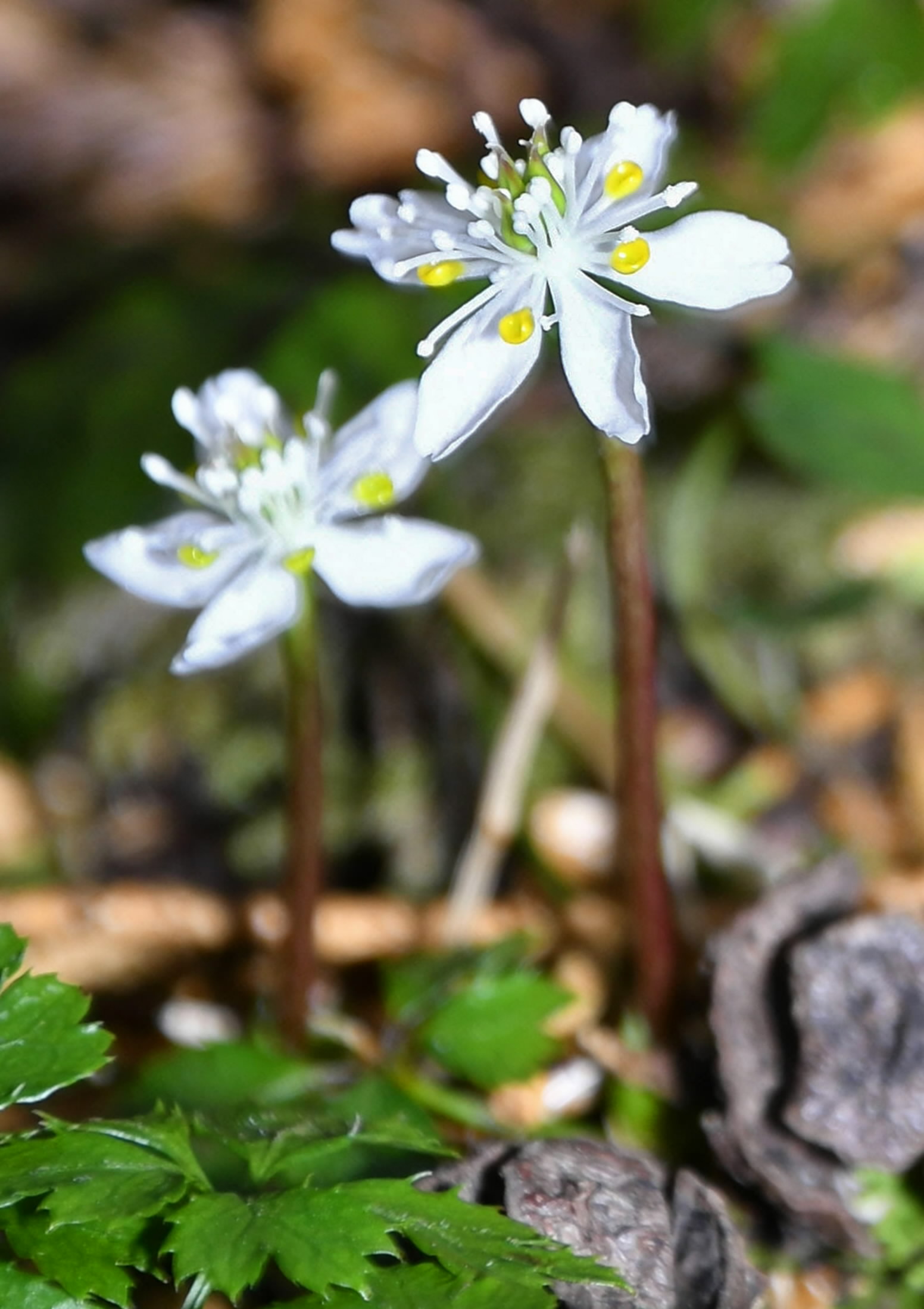 里山でバイカオウレン見頃 佐川町西山 住民グループおもてなし | 高知新聞