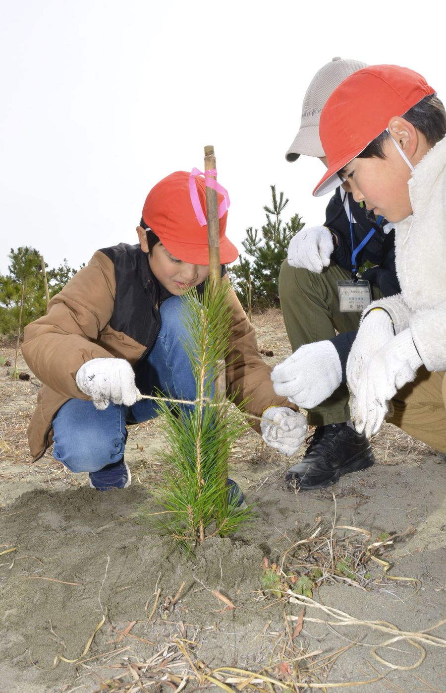 クロマツの苗木を支柱に固定する児童ら（黒潮町入野）