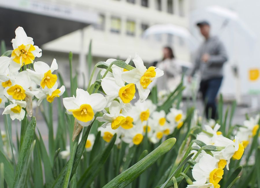 雨を喜ぶように咲き誇るスイセン（高知市本町５丁目）