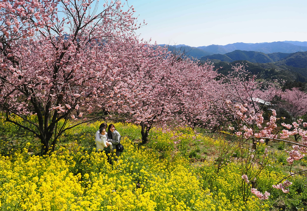 動画】山里から花便り…須崎市桑田山の雪割り桜、駆け足で満開に 寒さ