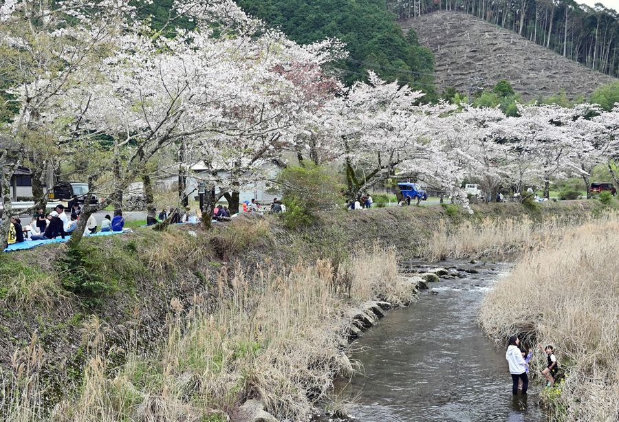 川岸に満開のソメイヨシノが並ぶ大坂谷川（２０２４年４月６日、中土佐町久礼）
